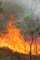 کاهش ۱۵ درصدی سطح آتش سوزی های مراتع و جنگل های کشور