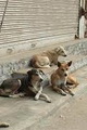 ۴ هزار سگ ولگرد در بندرعباس وجود دارد/ عقیم سازی سگ ها در دستور کار شهرداری