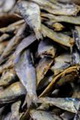 صادرات ۳ هزار و ۲۰۰ تن ماهی خشک از جزیره قشم