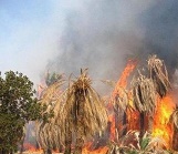 سه هکتار از باغ‌های میناب در آتش سوخت