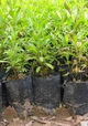 تولید ۴۰ گونه گیاهی در باغو
