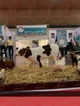 اعطای مشوق برای متقاضیان شرکت در نمایشگاه بین‌المللی دام و طیور، فرآورده‌های لبنی و صنایع وابسته