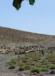 اختصاص اعتبار برای احیای مراتع هرمزگان