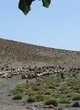 اختصاص اعتبار برای احیای مراتع هرمزگان