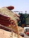خرید بیش از ۲۰ هزار تن گندم از کشاورزان هرمزگانی