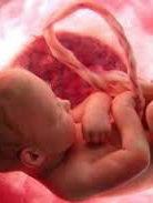 امضای ۷۵ قرار داد ذخیره خون‌بند ناف نوزاد در هرمزگان