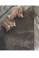 نجات چهار رأس بز وحشی از درون سنگاب در یکی از مناطق بندرلنگه