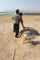 دستگیری پنج نفر از متخلفین زنده گیری پرندگان شکاری در شهرستان بندرلنگه