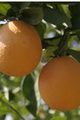 پیش بینی تولید ۱۳۲ هزار تن محصول پرتقال