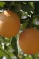 پیش بینی تولید ۱۳۲ هزار تن محصول پرتقال