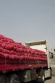 کشف محموله ۲۵ تنی پیاز قاچاق در میناب