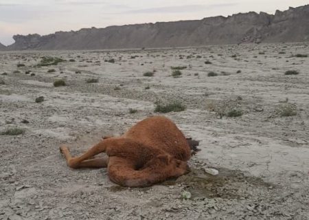 دلیل تلف شدن ۳ شتر در جاسک سم پاشی نبود