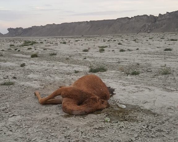 دلیل تلف شدن ۳ شتر در جاسک سم پاشی نبود