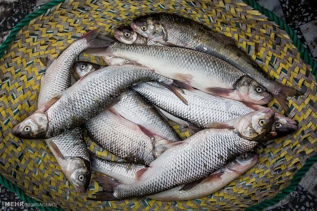 ۲ تن ماهی و ۷۷۰ تن کالای اساسی بین روستاییان بندرعباس توزیع شد