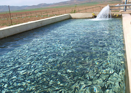 تولید بالغ بر ۶۲۰ تن ماهی گرمابی در هرمزگان طی سال۹۸
