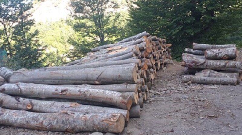 برخورد قانونی باعوامل قطع درختان و حمل چوب بدون مجوز درهرمزگان