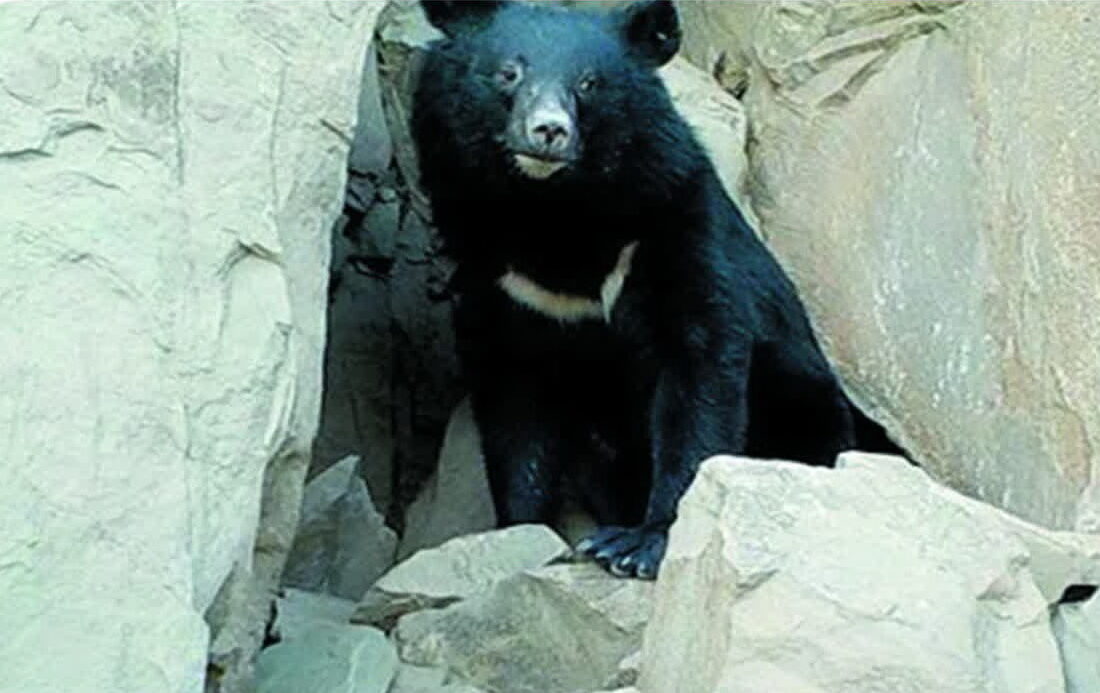 مشاهده یک قلاده خرس سیاه آسیایی د رشهر رودان