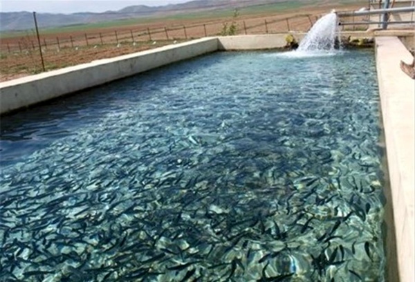 تولید یک هزار و ۱۵۰ تنی ماهیان پرورشی با استفاده از منابع آبی کشاورزی از سال گذشته تاکنون