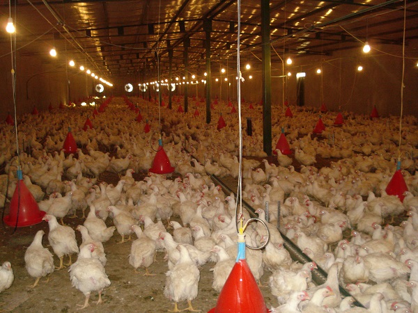 رشد ۷ درصدی تولید مرغ در استان/ هیچگونه مشکلی در تامین گوشت مرغ وجود ندارد