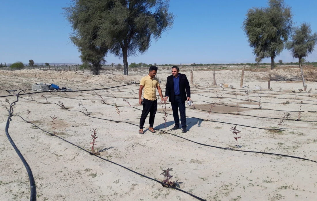 پروژه کاشت نهال با مشارکت مردم در روستای سرچیل آغاز شد