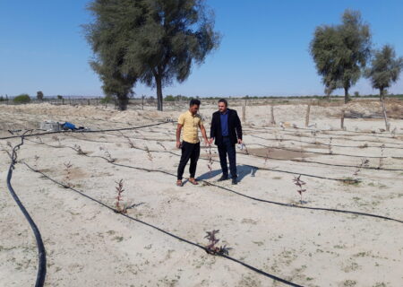 پروژه کاشت نهال با مشارکت مردم در روستای سرچیل آغاز شد