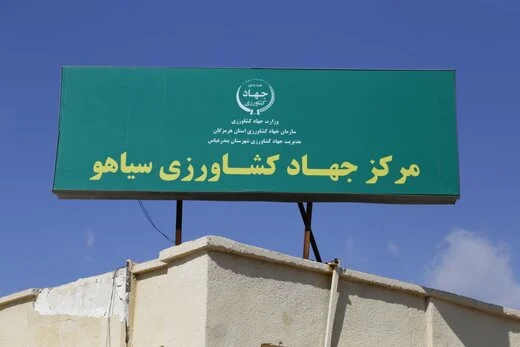 پیشبینی برداشت بیش از ۶۰ هزار تن نارنگی در سیاهو