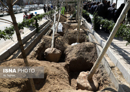 آغاز طرح مردمی کاشت سالانه ۶ میلیون نهال در هرمزگان