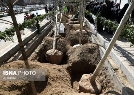 آغاز طرح مردمی کاشت سالانه ۶ میلیون نهال در هرمزگان