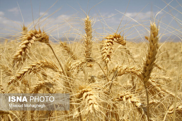 افزایش ۳ برابری کشت محصول استراتژیک گندم در رودان
