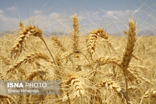 افزایش ۳ برابری کشت محصول استراتژیک گندم در رودان