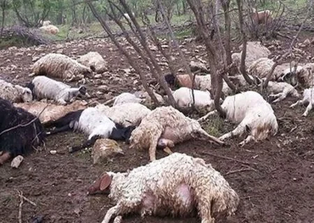 پرداخت خسارت حمله پلنگ به دام‌های دامداران بشاگردی به کجا رسید؟