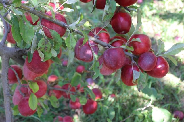۲۰۰ تن سیب درختی در سردخانه رودان ذخیره سازی شد
