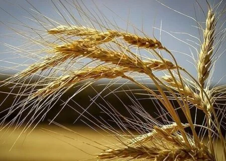 تولید گندم در هرمزگان افزایش یافت