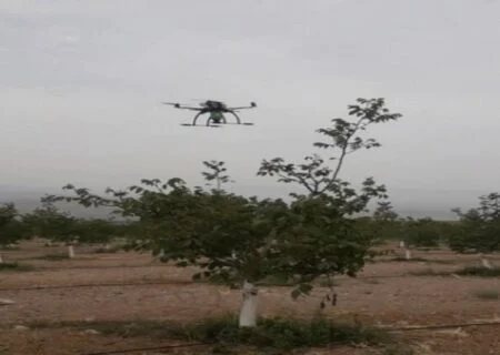 گرده‌افشانی درخت گردو با ربات پرنده ساخت محققان دانشگاه تهران