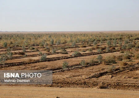 ۱۵۰ هزار اصله نهال در بندرعباس کاشته شد