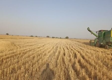 آغاز برداشت گندم در شهرستان رودان