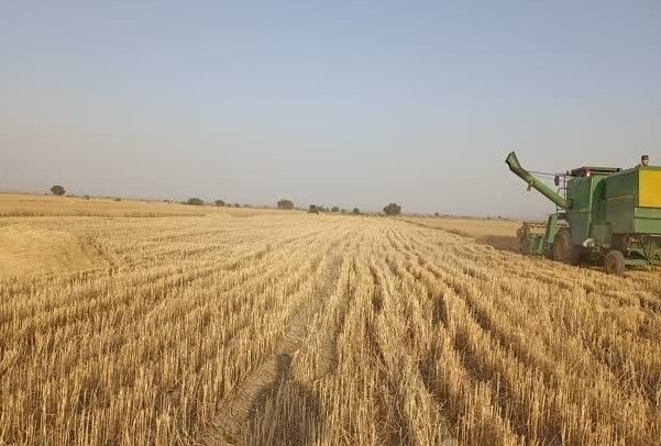 آغاز برداشت گندم در شهرستان رودان