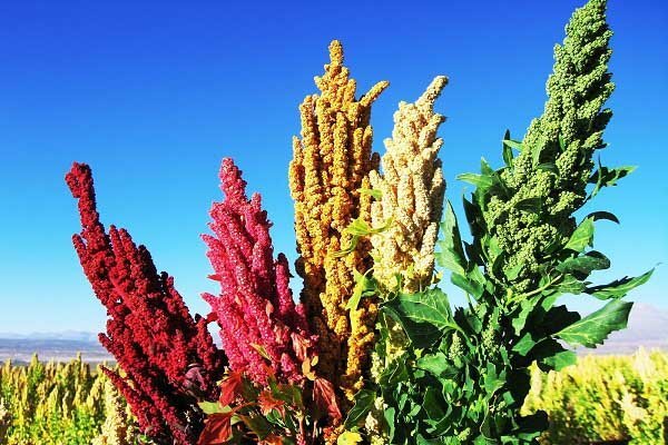 آغاز برداشت گیاه کینوا از شهرستان رودان
