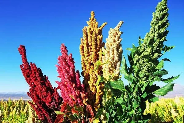 آغاز برداشت گیاه کینوا از شهرستان رودان