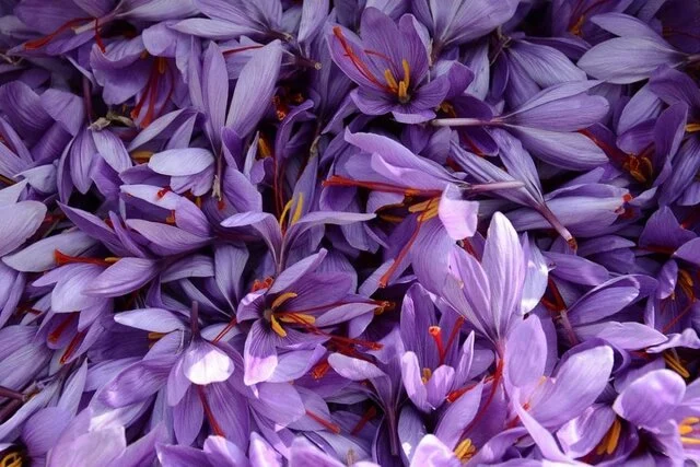 حمایت از پژوهشهای مشترک بینالمللی مرتبط با «فرآوری زعفران»