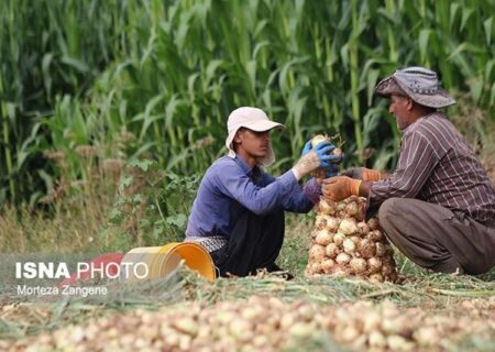 لغو ممنوعیت صادرات پیاز و سیب زمینی از هرمزگان