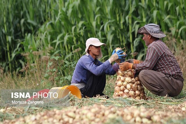 لغو ممنوعیت صادرات پیاز و سیب زمینی از هرمزگان
