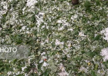 خسارت تگرگ به ۵۶۰ هکتار از باغات و زمین‌های کشاورزی حاجی آباد