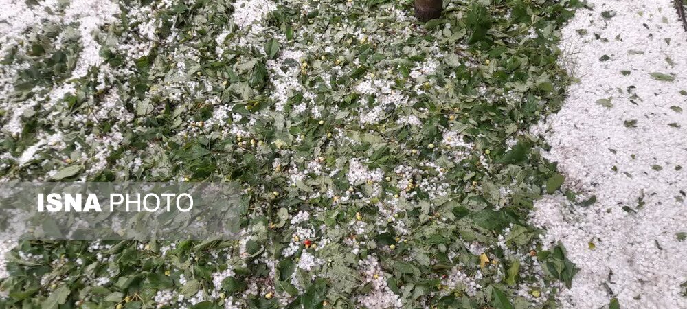 خسارت تگرگ به ۵۶۰ هکتار از باغات و زمین‌های کشاورزی حاجی آباد