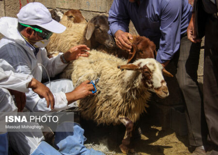 ذبح حدود هزار گوسفند در بندرعباس
