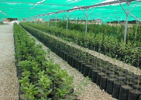 مدیرکل منابع طبیعی و آبخیزداری هرمزگان خبرداد
                                تولید بیش از یک میلیون نهال در هرمزگان