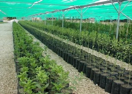 مدیرکل منابع طبیعی و آبخیزداری هرمزگان خبرداد
                                تولید بیش از یک میلیون نهال در هرمزگان