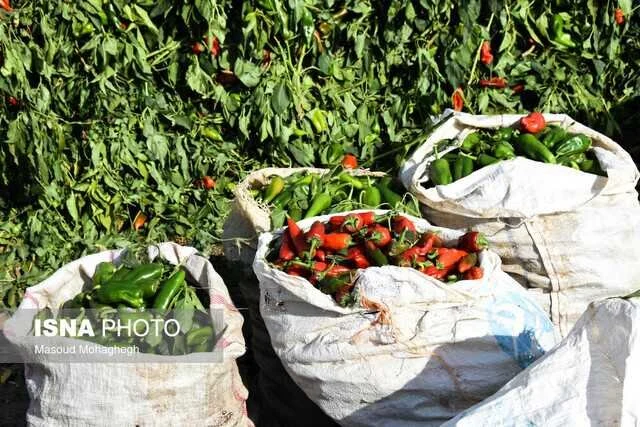 مدیر امور اراضی سازمان جهاد کشاورزی هرمزگان:
تا پایان سال ۱۴۰۳ تمام اراضی کشاورزی هرمزگان سنددار میشوند