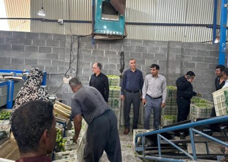 معاون بازرگانی سازمان مرکزی تعاون روستایی ایران:
                                آماده خرید حمایتی یا تضمینی لیموترش هرمزگان هستیم