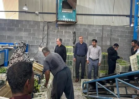 معاون بازرگانی سازمان مرکزی تعاون روستایی ایران:
                                آماده خرید حمایتی یا تضمینی لیموترش هرمزگان هستیم